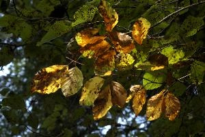 Backlit beech foliage in Autumn colour in woodland near Baar, Switzerland, yellow, tree, beech, colours, foliage, leaves, autumn, backlit, baar, light, switzerland, brown, europe, orange