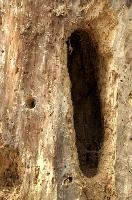 Holes bored by foraging woodpecker in tree trunk, Baar in Switzerland, timber, wood, trunk, woodpecker, boring, hole, exterior, tree, dug-out, baar, feeding, switzerland, activity, europe, bird
