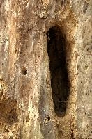 Holes bored by foraging woodpecker in tree trunk, Baar in Switzerland, timber, wood, trunk, woodpecker, boring, hole, exterior, tree, dug-out, baar, feeding, switzerland, activity, europe, bird