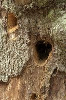 Holes bored by foraging woodpecker in tree trunk, Baar in Switzerland, timber, wood, trunk, woodpecker, boring, hole, exterior, tree, dug-out, baar, feeding, switzerland, activity, europe, bird