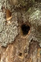 Holes bored by foraging woodpecker in tree trunk, Baar in Switzerland, timber, wood, trunk, woodpecker, boring, hole, exterior, tree, dug-out, baar, feeding, switzerland, activity, europe, bird