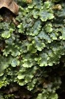 Livertwort growing on damp surface near the Höllgrotten cave in Baar, Switzerland, wrinkled, green, moist, primitive, plant, livertwort, woods, baar, switzerland, life, europe, surface