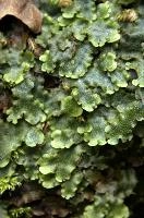 Livertwort growing on damp surface near the Höllgrotten cave in Baar, Switzerland, wrinkled, green, moist, primitive, plant, livertwort, woods, baar, switzerland, life, europe, surface