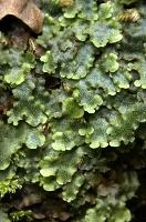 Livertwort growing on damp surface near the Höllgrotten cave in Baar, Switzerland, wrinkled, green, moist, primitive, plant, livertwort, woods, baar, switzerland, life, europe, surface