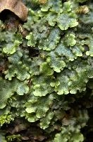 Livertwort growing on damp surface near the Höllgrotten cave in Baar, Switzerland, wrinkled, green, moist, primitive, plant, livertwort, woods, baar, switzerland, life, europe, surface