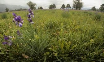 Blue flag (Iris versicolor) on meadows in the Rhine Valley near Vaduz, Liechtenstein, meadow, alps, valley, rhine, liechtenstein, europe, versicolor, flora, iris, flower, flag, wild, blue, perennial