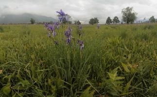 Blue flag (Iris versicolor) on meadows in the Rhine Valley near Vaduz, Liechtenstein, meadow, alps, valley, rhine, liechtenstein, europe, versicolor, flora, iris, flower, flag, wild, blue, perennial