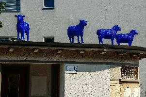 Blue sheep in Bad Ragartz. Switzerland, badragaz