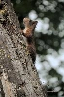 Red Squirrel, summer, wild, climbing, tree, basel, animal, fauna, portrait, rodent, switzerland, vulgaris, closeup, switzerland, europe, forest, squirrel, close, red, cute, nature, mammal, furry, sciurus, brown, wildlife, arboreal, face, eyes, natural, native
