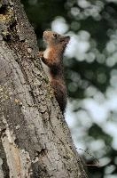 Red Squirrel, summer, wild, climbing, tree, basel, animal, fauna, portrait, rodent, switzerland, vulgaris, closeup, switzerland, europe, forest, squirrel, close, red, cute, nature, mammal, furry, sciurus, brown, wildlife, arboreal, face, eyes, natural, native