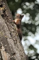 Red Squirrel, summer, wild, climbing, tree, basel, animal, fauna, portrait, rodent, switzerland, vulgaris, closeup, switzerland, europe, forest, squirrel, close, red, cute, nature, mammal, furry, sciurus, brown, wildlife, arboreal, face, eyes, natural, native