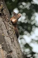 Red Squirrel, null