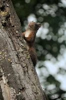 Red Squirrel, summer, wild, climbing, tree, basel, animal, fauna, portrait, rodent, switzerland, vulgaris, closeup, switzerland, europe, forest, squirrel, close, red, cute, nature, mammal, furry, sciurus, brown, wildlife, arboreal, face, eyes, natural, native