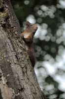 Red Squirrel, summer, wild, climbing, tree, basel, animal, fauna, portrait, rodent, switzerland, vulgaris, closeup, switzerland, europe, forest, squirrel, close, red, cute, nature, mammal, furry, sciurus, brown, wildlife, arboreal, face, eyes, natural, native