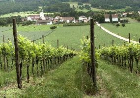 Church near Basel, summer, view, scenery, countryside, mariastein, switzerland, field, europe, abbey, meadow, vineyard, rural, basel, pasture