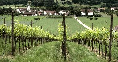 Village near Basel, summer, view, scenery, countryside, mariastein, switzerland, field, europe, abbey, meadow, vineyard, rural, basel, pasture