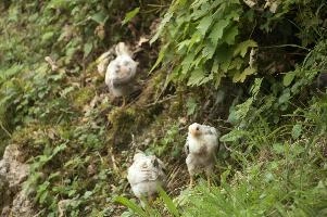 Domestic chickens foraging in farmhouse garden near Basel, food, livestock, foraging, chick, chicken, red, bird, comb, farm, beige, basel, feathers, switzerland, breed, europe, domestic