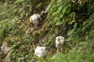 Domestic chickens foraging in farmhouse garden near Basel, food, livestock, foraging, chick, chicken, red, bird, comb, farm, beige, basel, feathers, switzerland, breed, europe, domestic