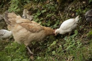 Domestic chickens foraging in farmhouse garden near Basel, food, livestock, foraging, chick, chicken, red, bird, comb, farm, beige, basel, feathers, switzerland, breed, europe, domestic