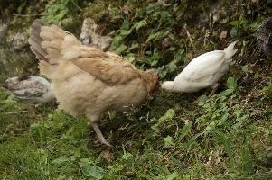 Domestic chickens foraging in farmhouse garden near Basel, food, livestock, foraging, chick, chicken, red, bird, comb, farm, beige, basel, feathers, switzerland, breed, europe, domestic
