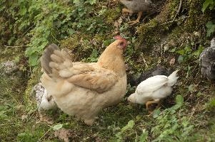 Domestic chickens foraging in farmhouse garden near Basel, food, livestock, foraging, chick, chicken, red, bird, comb, farm, beige, basel, feathers, switzerland, breed, europe, domestic