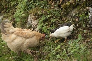 Domestic chickens foraging in farmhouse garden near Basel, food, livestock, foraging, chick, chicken, red, bird, comb, farm, beige, basel, feathers, switzerland, breed, europe, domestic