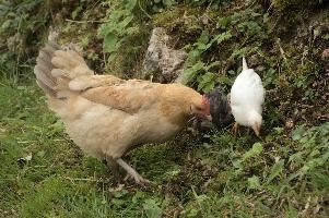 Domestic chickens foraging in farmhouse garden near Basel, food, livestock, foraging, chick, chicken, red, bird, comb, farm, beige, basel, feathers, switzerland, breed, europe, domestic