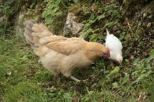 Domestic chickens foraging in farmhouse garden near Basel, food, livestock, foraging, chick, chicken, red, bird, comb, farm, beige, basel, feathers, switzerland, breed, europe, domestic