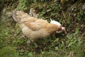 Domestic chickens foraging in farmhouse garden near Basel, food, livestock, foraging, chick, chicken, red, bird, comb, farm, beige, basel, feathers, switzerland, breed, europe, domestic