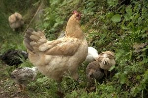 Domestic chickens foraging in farmhouse garden near Basel, food, livestock, foraging, chick, chicken, red, bird, comb, farm, beige, basel, feathers, switzerland, breed, europe, domestic
