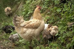 Domestic chickens foraging in farmhouse garden near Basel, food, livestock, foraging, chick, chicken, red, bird, comb, farm, beige, basel, feathers, switzerland, breed, europe, domestic