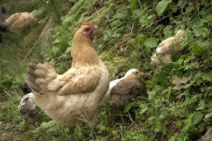 Domestic chickens foraging in farmhouse garden near Basel, food, livestock, foraging, chick, chicken, red, bird, comb, farm, beige, basel, feathers, switzerland, breed, europe, domestic