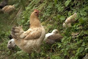 Domestic chickens foraging in farmhouse garden near Basel, food, livestock, foraging, chick, chicken, red, bird, comb, farm, beige, basel, feathers, switzerland, breed, europe, domestic