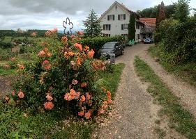 Farmhouse on the France-Switzerland border near Basel, garden, rose, building, village, home, france, farmhouse, basel, house, europe, drive, scenery, apricot, landscape, orange, switzerland, pink