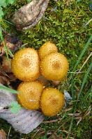 Fungi in the Bavona valley, Swiss Canton of Ticino, null