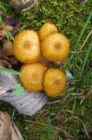 Fungi in the Bavona valley, Swiss Canton of Ticino, null