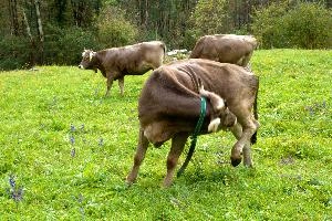 Swiss Brown cow scratching, null