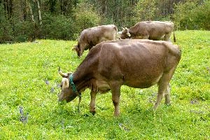 Swiss Brown cattle, null