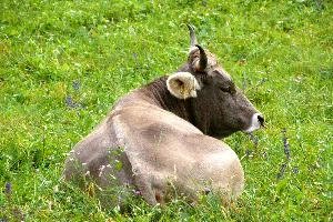 Swiss Brown cow resting in a meadow, null