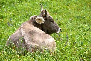 Swiss Brown cow resting in a meadow, null