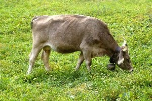 Swiss Brown cow with cowbell, grazing, null