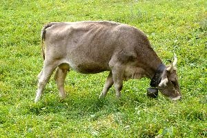 Swiss Brown cow with cowbell, grazing, null