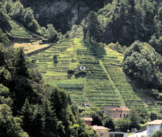 Hillside in Bellinzona, Ticino, bellinzona