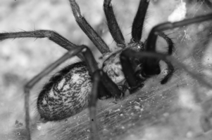 DSC_8244bw.jpg