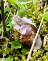 DSC_Escargot.jpg