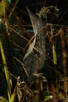 dsc_0007.jpg