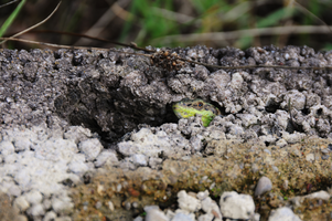 dsc_0196.jpg