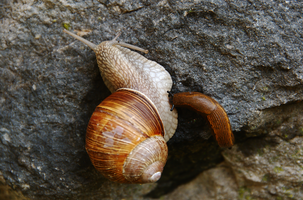 dsc_0563.jpg