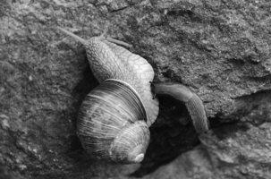 dsc_0563bw.jpg