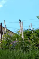 dsc_126700cs.jpg